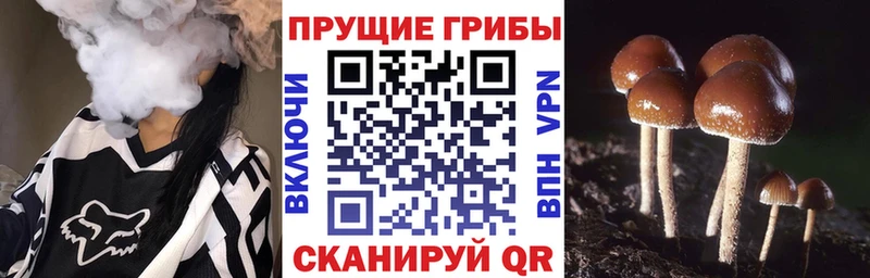 Псилоцибиновые грибы Psilocybe  Купить закладки  Заволжск 